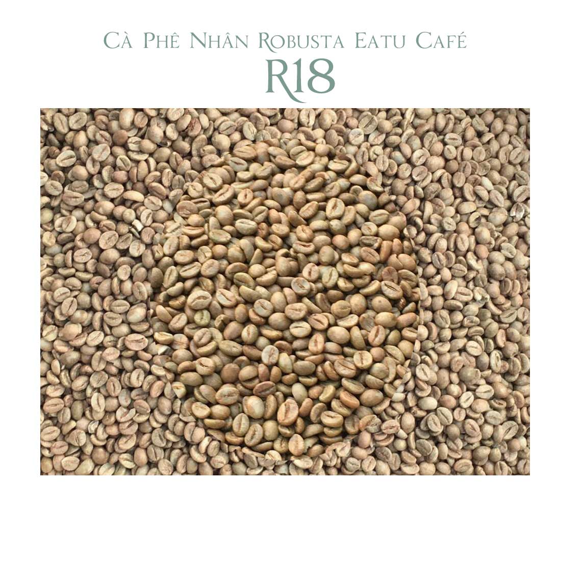 Cà phê nhân xanh chất lượng cao R18 Robusta Natural sàng 18 